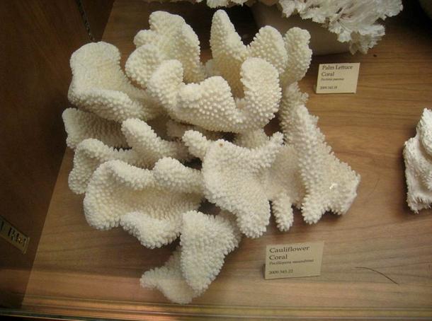 Coral coliflor (Pocillopora meandrina).