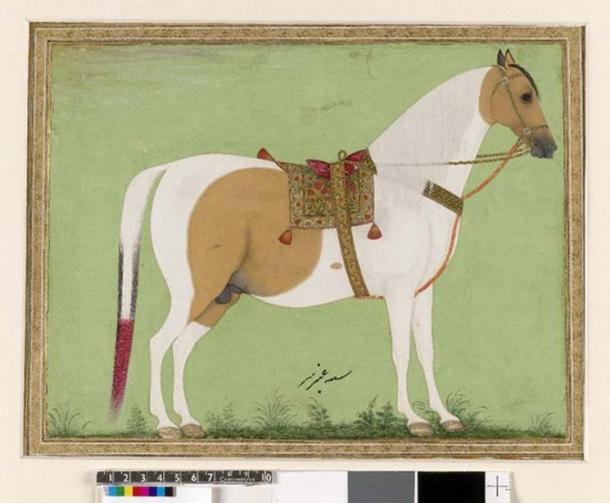 Mughal style painting of a white horse with a saddle and bridle.