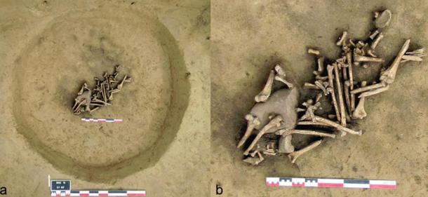 Pit de armas de amputados en Francia desde hace 6.000 años Sugerir Guerra y Trophy-Taking