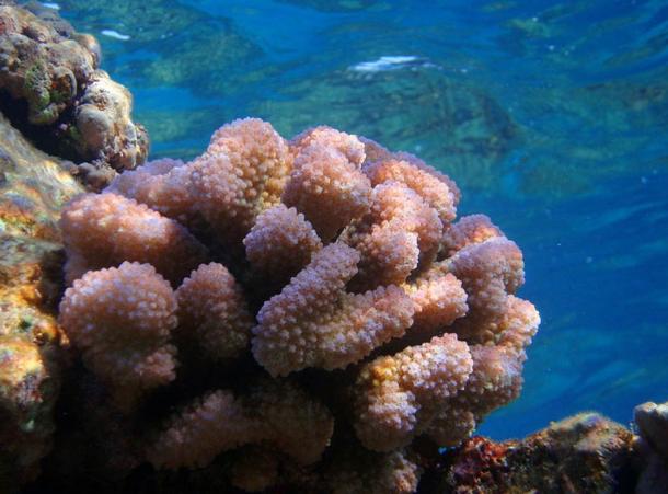 Pocillopora coral meandrina en el hábitat natural, Hawaii.