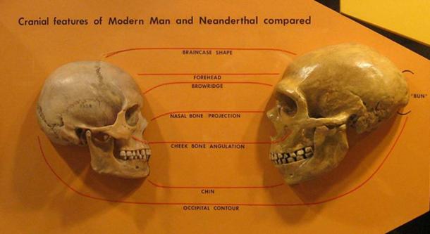 Human and Neanderthal skull comparison.