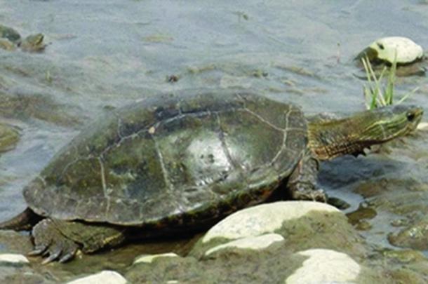 tortuga acuática de Oriente Medio (Mauremys caspica) ejemplar del distrito de Bismil.