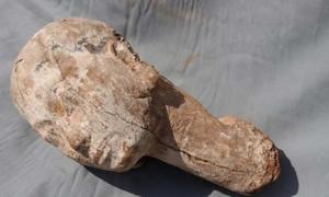 Uncovered in Egypt: 4,000-Year-Old Wooden Head Thought to be Queen Ankhnespepy II Uncovered-in-Egypt