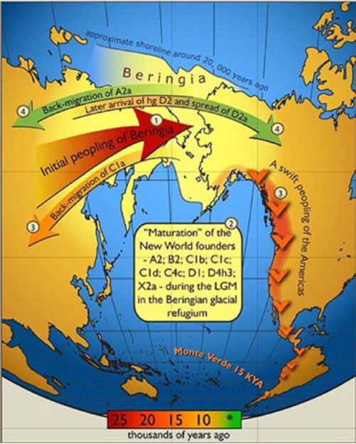 A map of gene flow in and out of Beringia, according to 2007 data on human mitochondrial DNA haplogroups. Colors of the arrows correspond to approximate timing of the events and are decoded in the colored time bar. (Erika Tamm et al/ CC BY 2.5 )