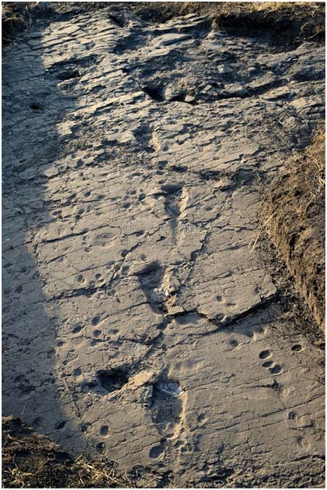 36 Million Year Old Footprints Imply That An Ancient Hominin Was A