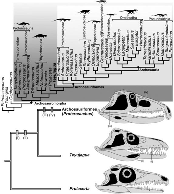 Archosauromorph phylogeny showing the recovered position of Teyujagua.