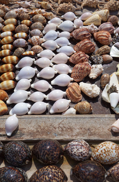 Kaurimuscheln, die als Muschelgeld verwendet werden sollen, werden gesammelt und zum Trocknen ausgelegt. (eqroy / Adobe)