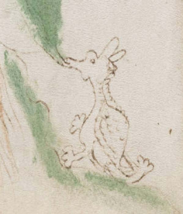 Detail from Voynich Manuscript, page 50; Folio 25v “dragon” as the detail is agreed to most resemble a classic mythological dragon. (Public Domain)