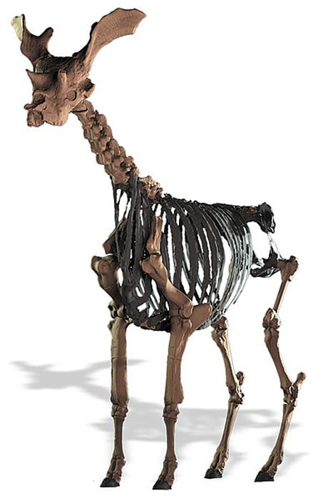 Digitally restored skeleton of Sivatherium giganteum from the Siwalik hills, India. (Basu et al/CC BY 4.0)