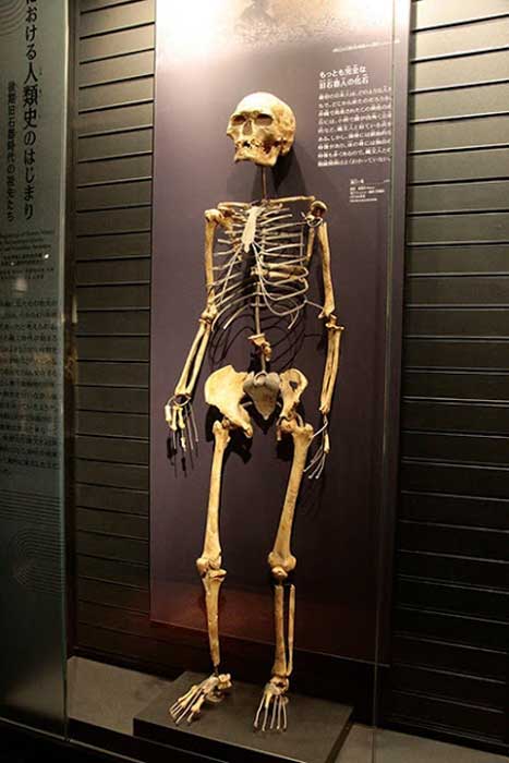Replica of the Minatogawa man’s skeleton with DNA ties to modern Japanese population. (National Museum of Nature and Science, Tokyo)