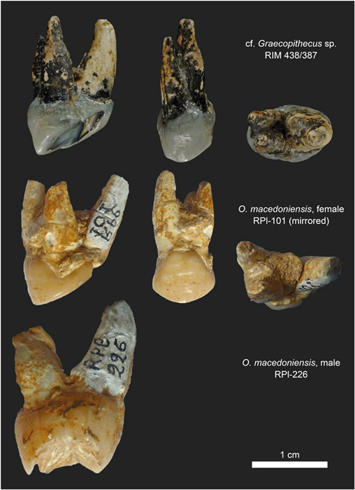 Root morphology in P4 of cf. Graecopithecus sp. and O. macedoniensis. 