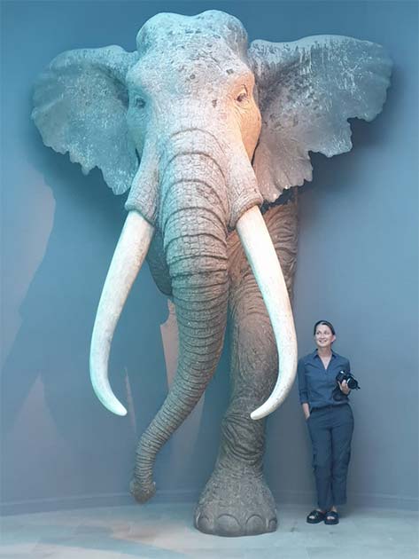 Sabine Gaudzinski-Windheuser, the author of the study and standing at a height of 160 centimeters (5 ft 2 in), poses beside a life-sized reconstruction of an adult male straight-tusked elephant at the Landesmuseum für Vorgeschichte in Halle, Germany. (Lutz Kindler/PNAS)