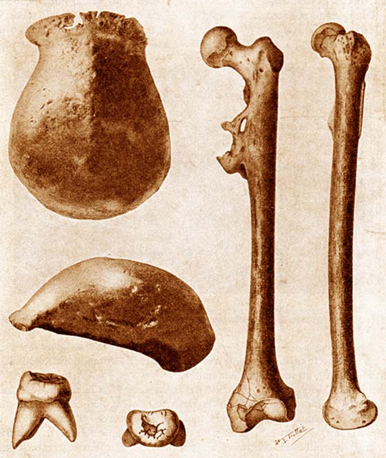 The three main fossils of Java Man found in 1891–92: a skullcap, a molar, and a thighbone, each seen from two different angles. (Public Domain)