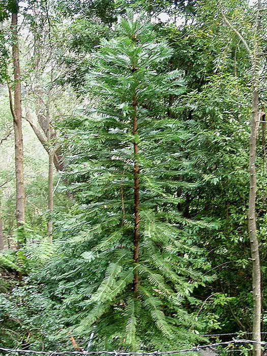 Wollemi Pine. Mount Tomah Botanic Garden. NSW