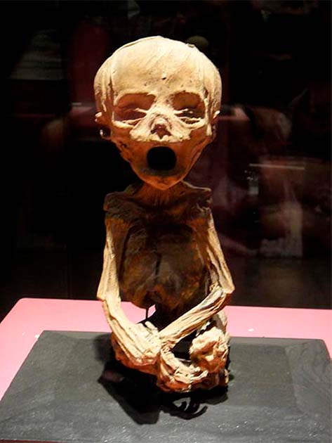 The mummy of a baby in the museum. (CC BY SA 4.0 )