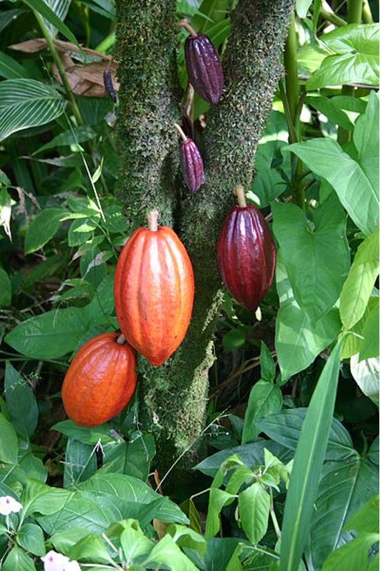 A cacao tree with fruit pods in various stages of ripening.