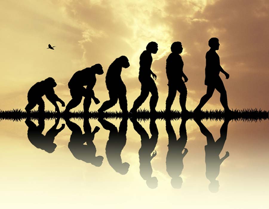 Evolution includes many now extinct human species. 