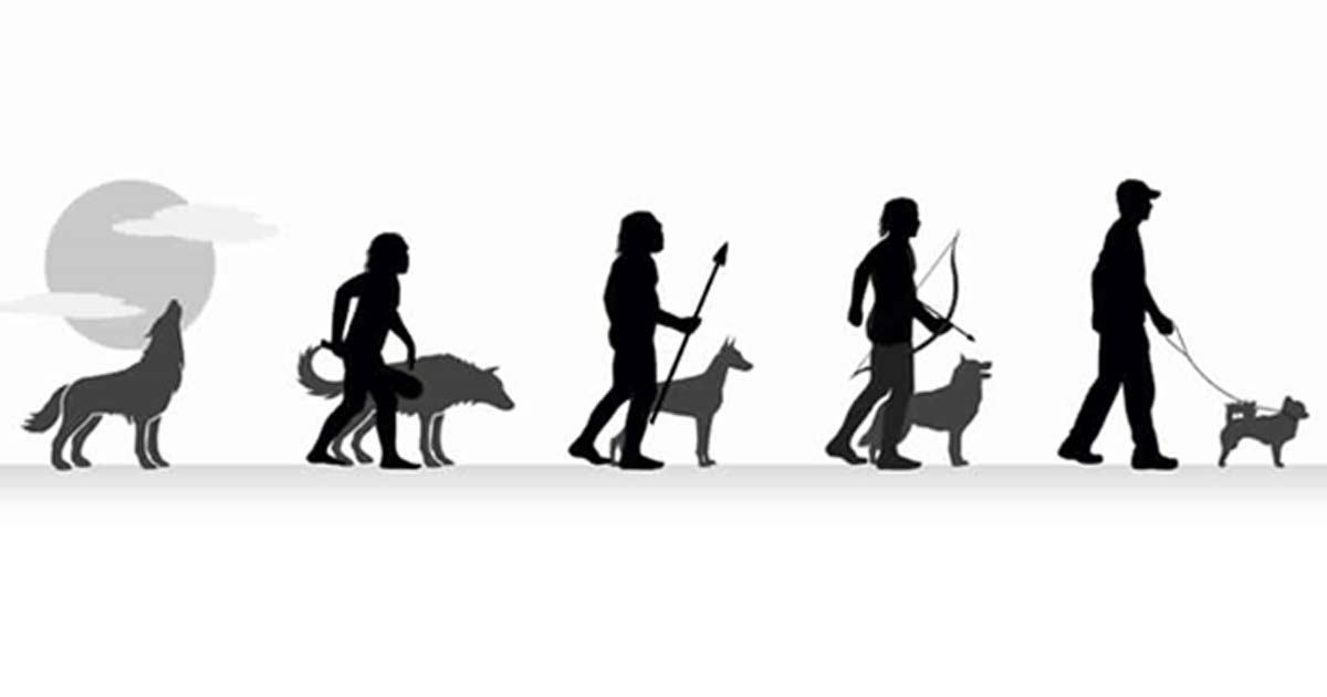 he evolution of wolf to domestic pet