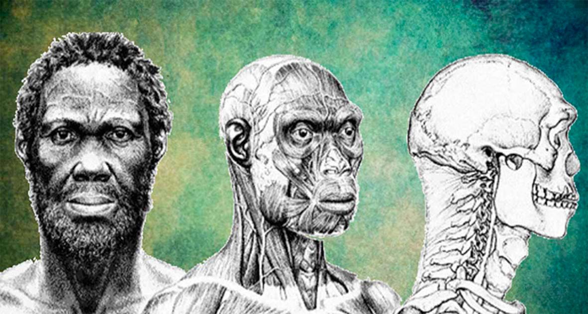 Herto Man A 160000 Year Old Window Into Homo Sapiens Ancestry