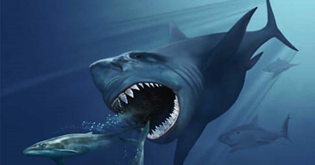 Great White Shark With Underwater Fighter Monster Available 