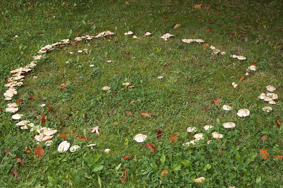 Fairy Tale Mushroom Ring