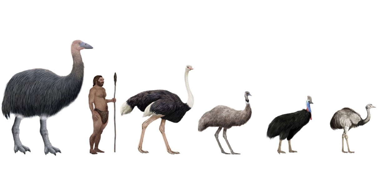 First Giant Bird Found In Europe Lived Alongside Early Humans Ancient
