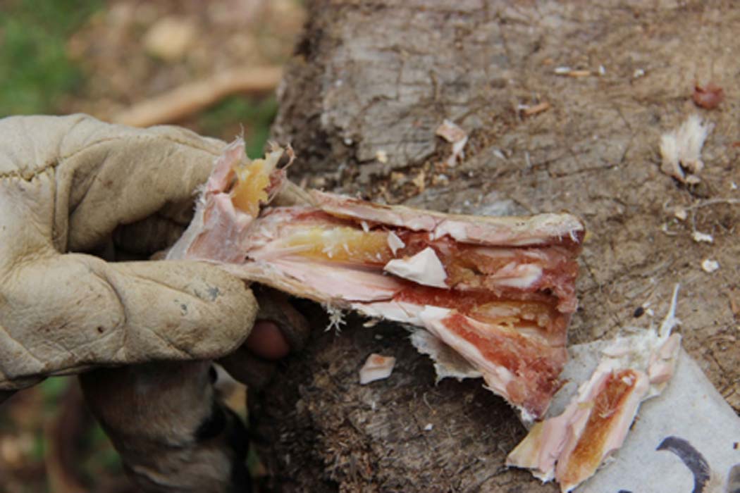 Rotten meat may have been a staple of Stone Age diets