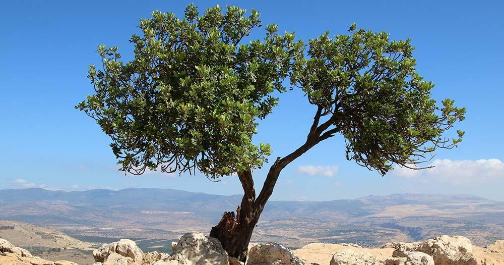 ancient greek olive tree