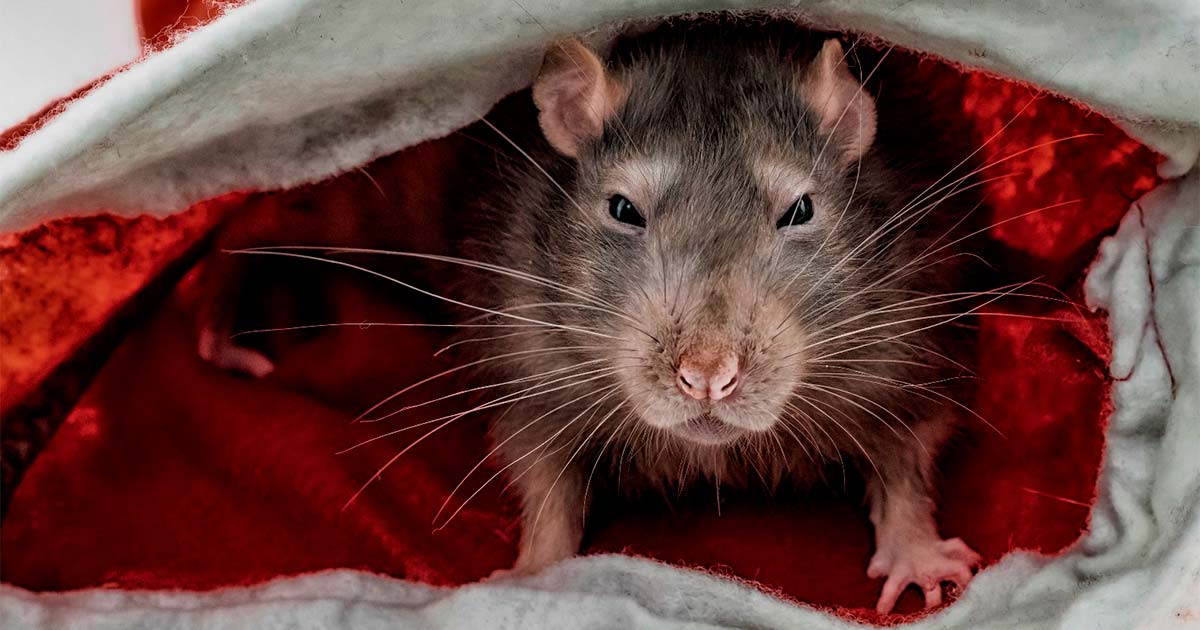 Curious Fact of the Week: The Rat King - Atlas Obscura