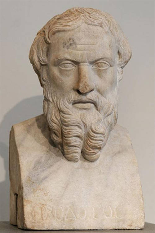 Herodotus bust