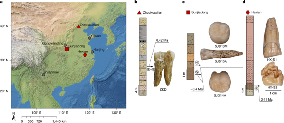 The geographic locations and samples of the Middle Pleistocene Homo erectus sites used in the study