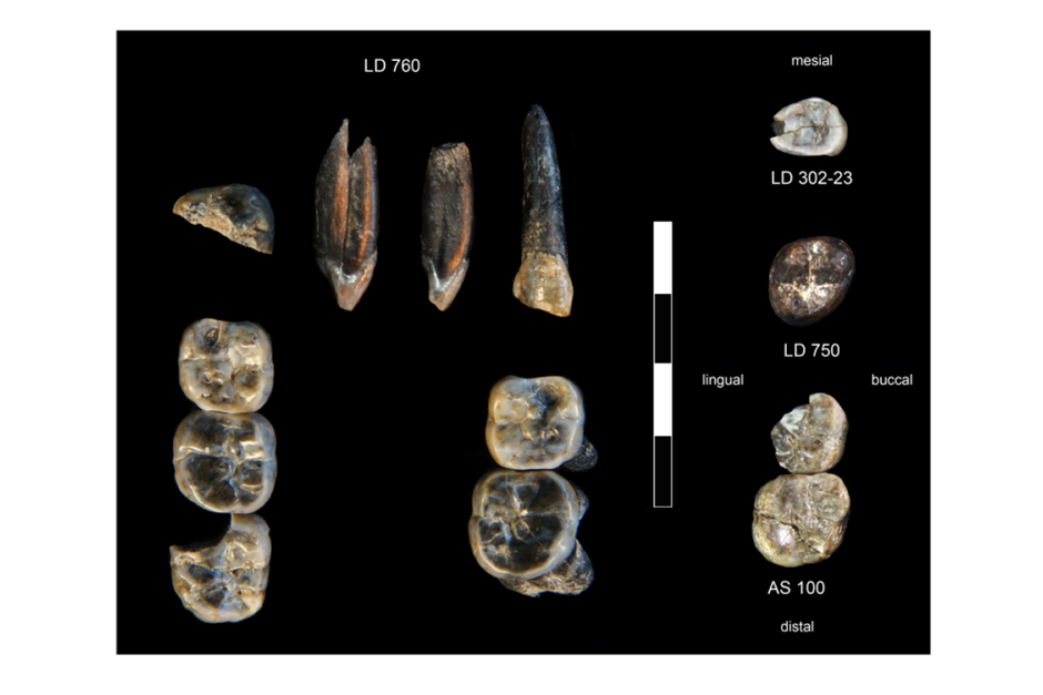The 13 fossil teeth collected at the Ledi-Geraru Research Area from 2015 to 2018. Collections at LD 750 and LD 760 represent a newly discovered species of Australopithecus