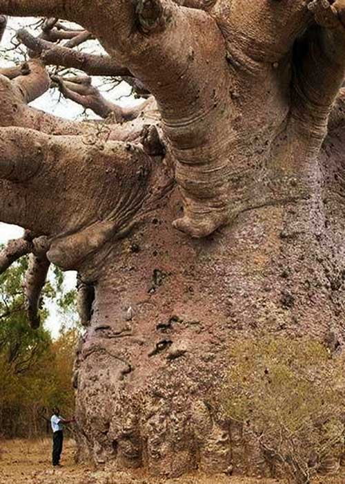 A man standing beside a baobab