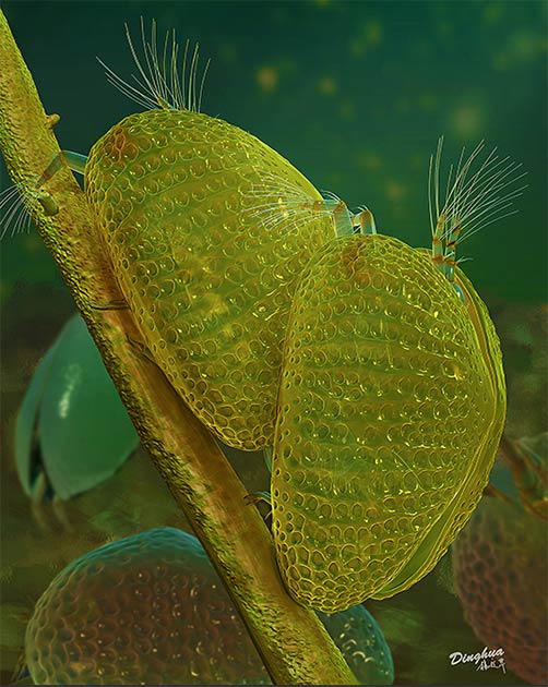 Artist’s reconstruction of the Cretaceous ostracod crustacean Myanmarcypris hui male (right) and female (left) during mating. (Dinghua Yang)