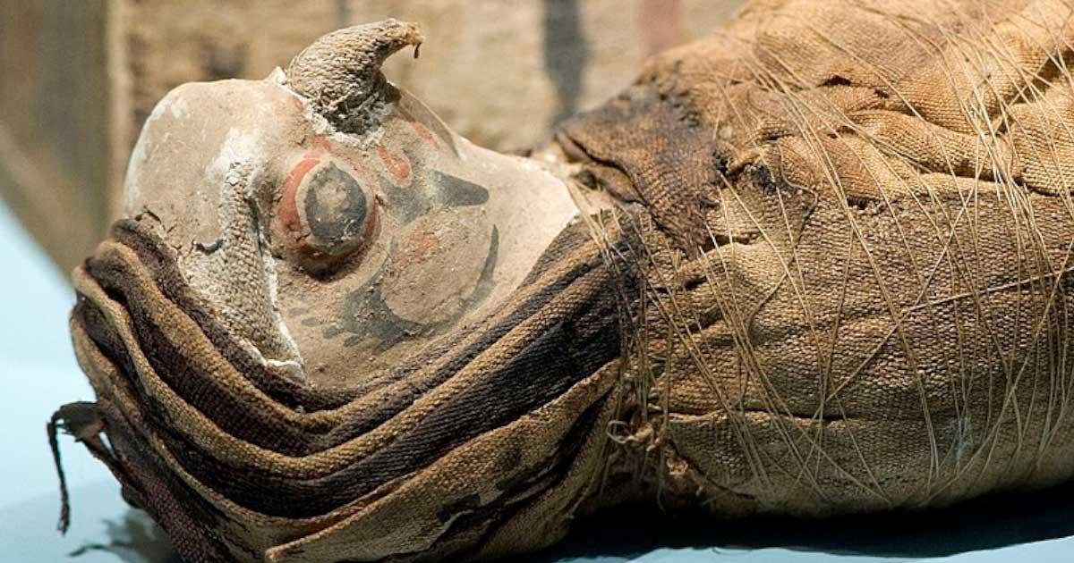 A mummified falcon found in Egypt (rob Koopman / CC by SA 2.0)