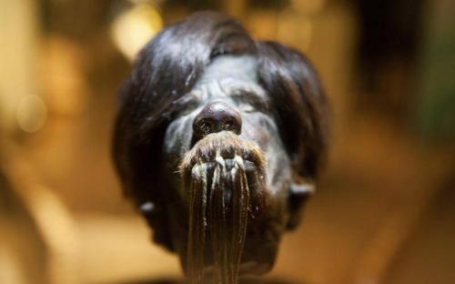 Shrunken Heads Ancient Origins 6760