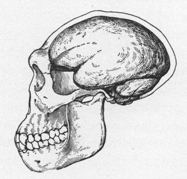 1922 reconstruction of a Java Man skull. The Skull and brain-case of Pithecanthropus, the Java Ape-Man, as restored by J. H. McGregor from the scant remains. The restoration shows the low, retreating forehead and the prominent eyebrow ridges. (Public Domain)