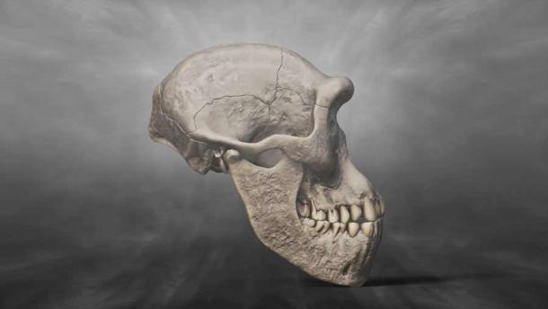 3D recreation of a Homo erectus georgicus skull found at Dmanisi. (Raquel / Adobe Stock)
