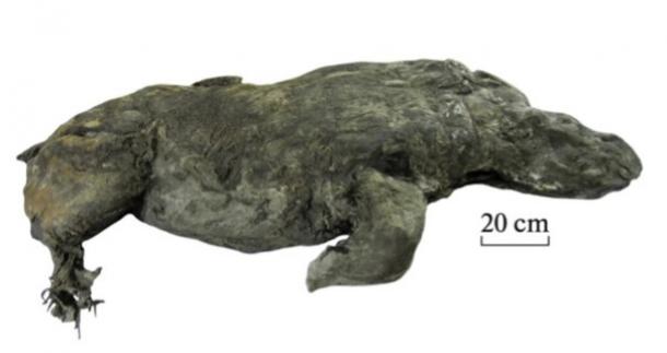 32,000-year-old well preserved woolly rhinoceros found in Tirekhtyakh River in Russia's Sakha Republic.