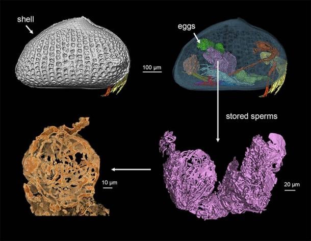 A 3D reconstruction of the female ostracod. (He Wang/Chinese Academy of Sciences)