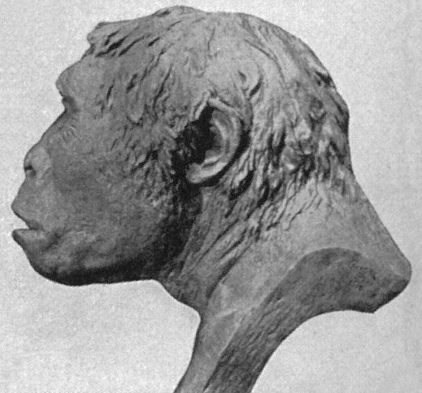 A 1922 reconstruction of the skull of Java Man based on the Trinil 2 find. (Public Domain)