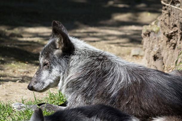   A modern Canadian wolf (Canis lupus) at Chapultepec Zoo. (CC BY-SA 4.0) 