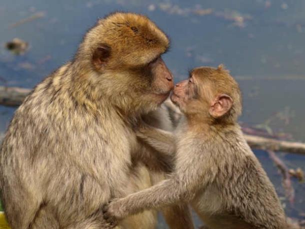 Adult Barbary Ape kissing baby monkey. (Public Domain).