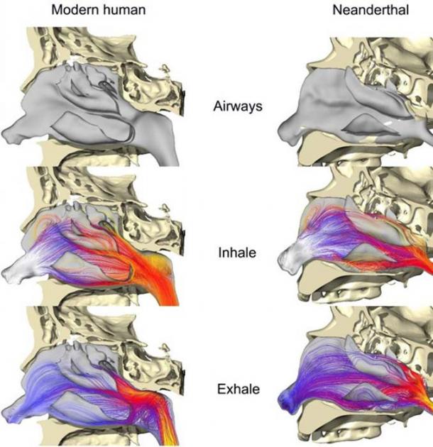 Professor Lends Anatomy Expertise To Solve Ancient Mystery - 