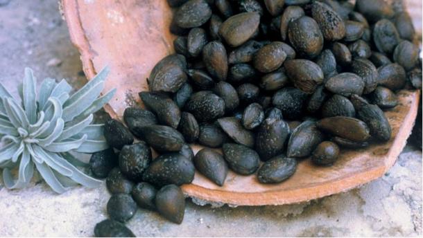 Almonds recovered from the Kyrenia helped the researchers establish, via radiocarbon dating, the timeline of the ship’s last voyage. (Cornell University)