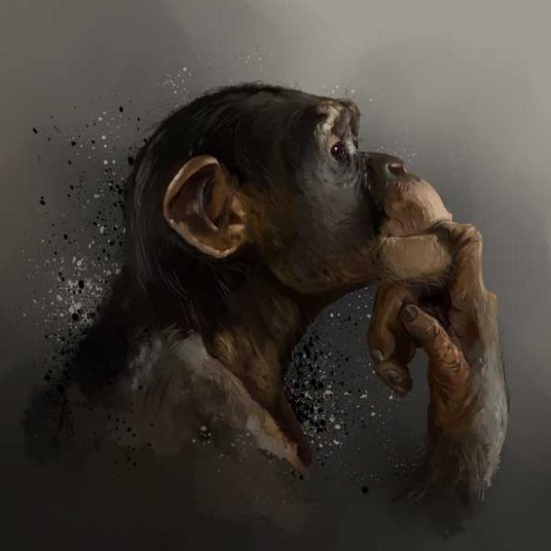 Study of Chimpanzee Tool Use Debunks “Chimps in Stone Age” Theory