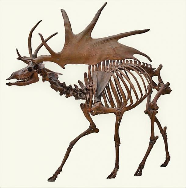 A skeleton of Irish elk (CC by SA 2.5)