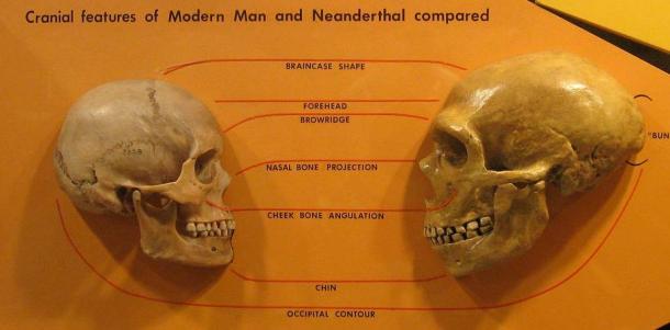 Anatomical comparison of the skulls of Homo sapiens, left and Homo neanderthalensis, on the right