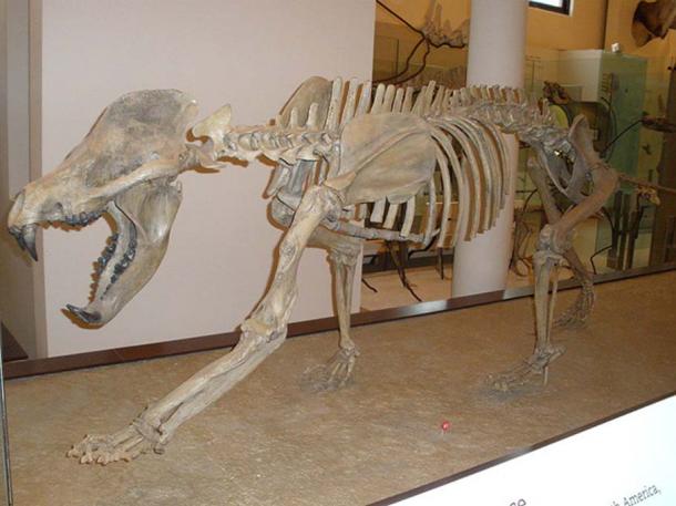 Bear Dog Skeleton (amphicyonidae). They existed from around 44 until about 2 million years ago.