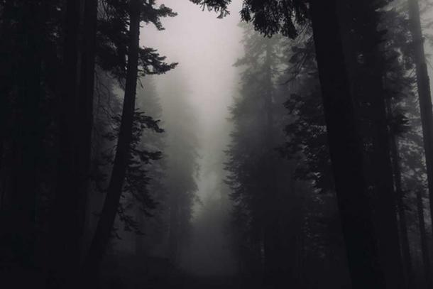 through the dark woods